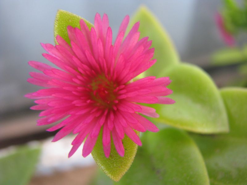 A photo of Mesembryanthemum cordifolium