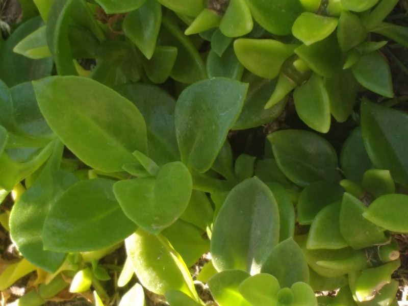 A photo of Mesembryanthemum cordifolium