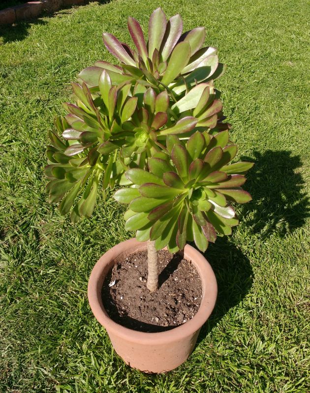 A photo of Aeonium arboreum cv. artropurpureum