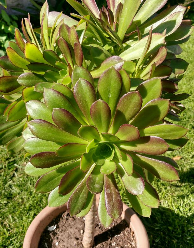 A photo of Aeonium arboreum cv. artropurpureum