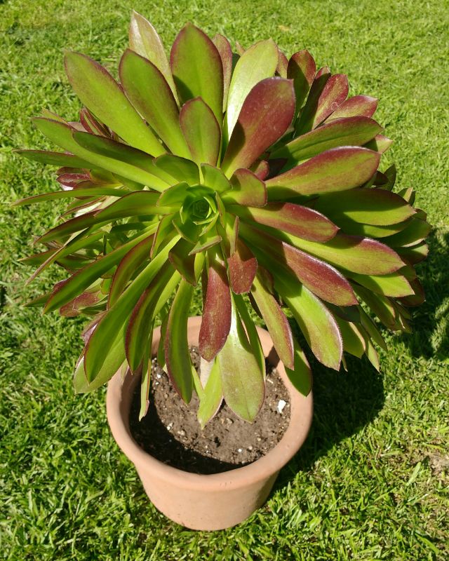 A photo of Aeonium arboreum cv. artropurpureum