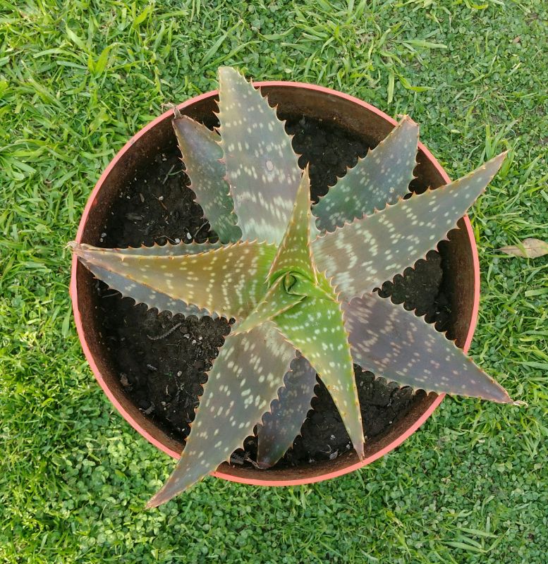 Una foto de Aloe maculata