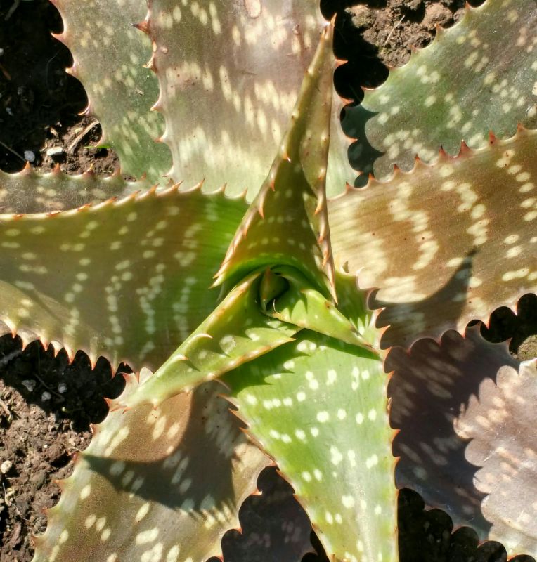 Una foto de Aloe maculata