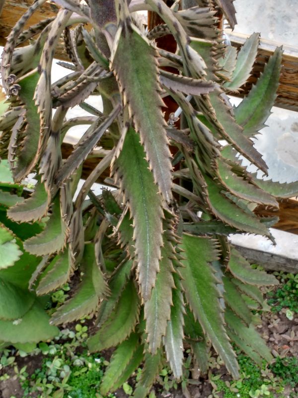 Una foto de Bryophyllum x houghtonii