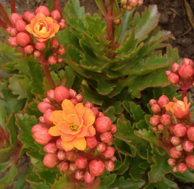 Una foto de Kalanchoe blossfeldiana x Kalanchoe laciniata (HIBRIDOS E HIBRIDOS DOBLES)