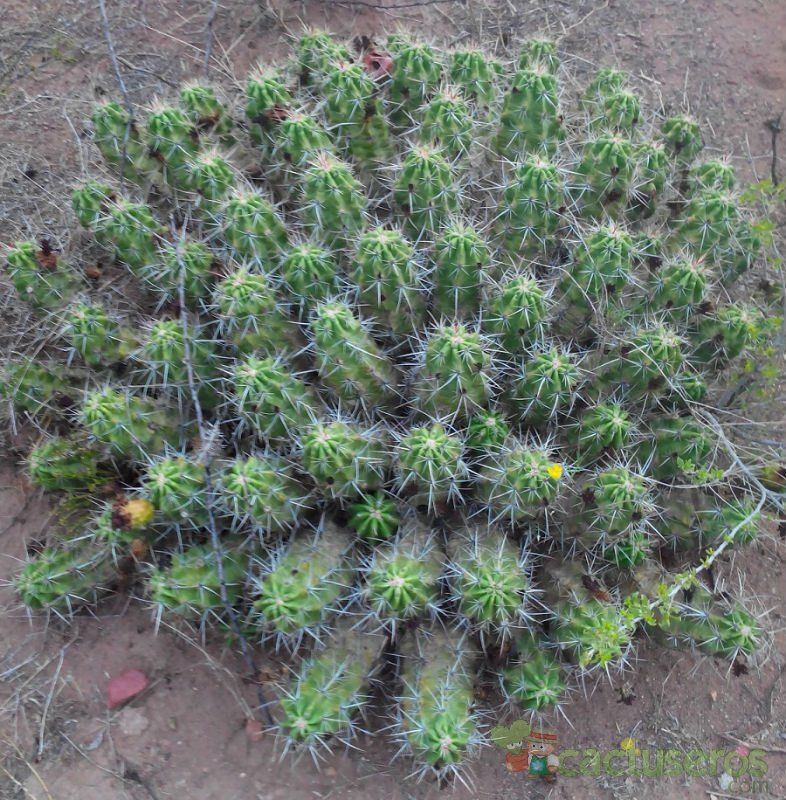 Una foto de Echinocereus enneacanthus