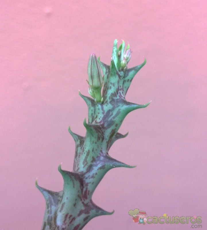 A photo of Orbea cucullata  