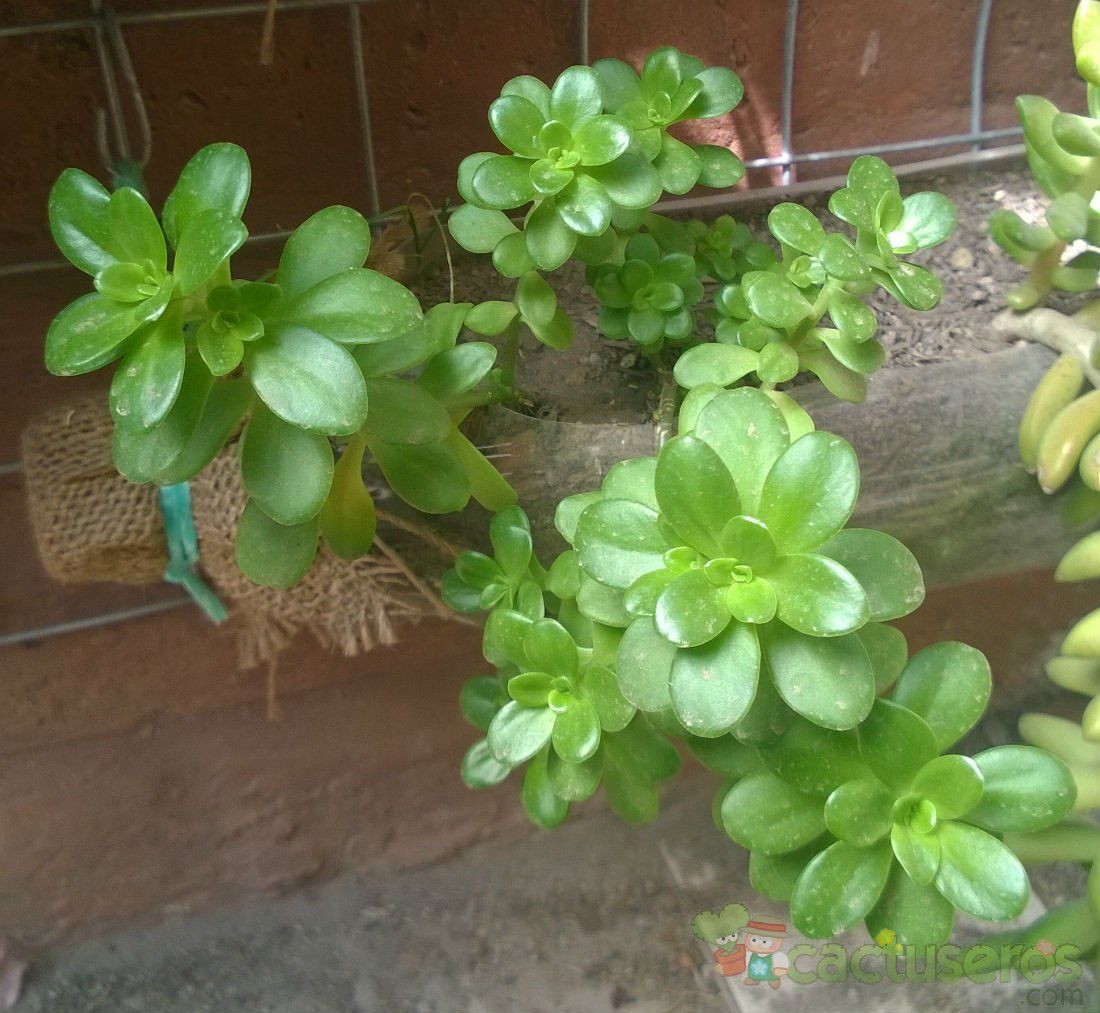 Una foto de Sedum kimnachii