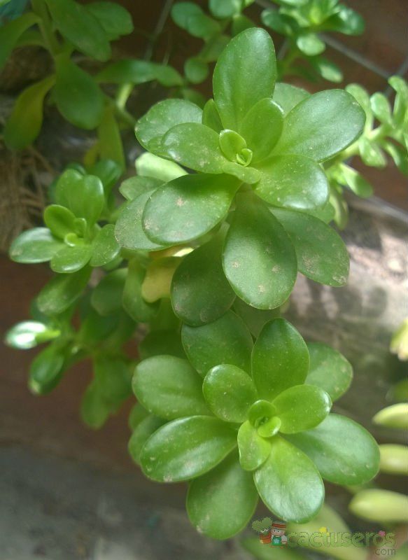 Una foto de Sedum kimnachii
