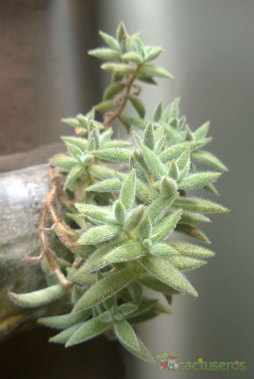 Una foto de Crassula mesembryanthemoides