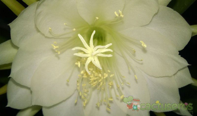 Una foto de Epiphyllum crenatum