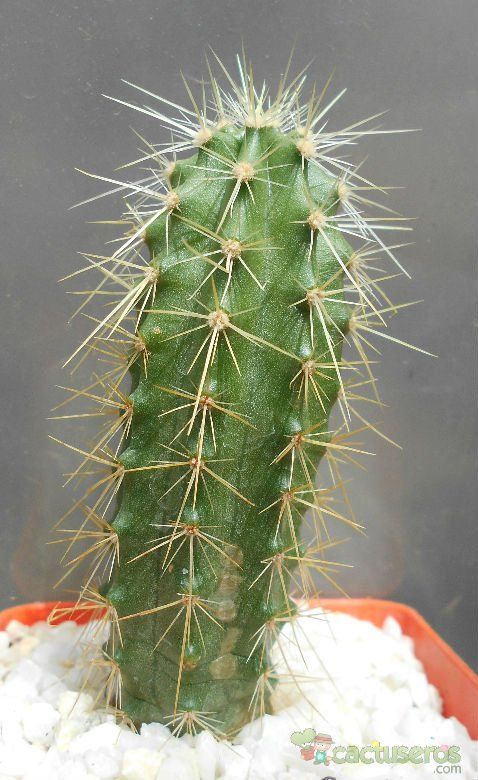 A photo of Echinocereus viereckii