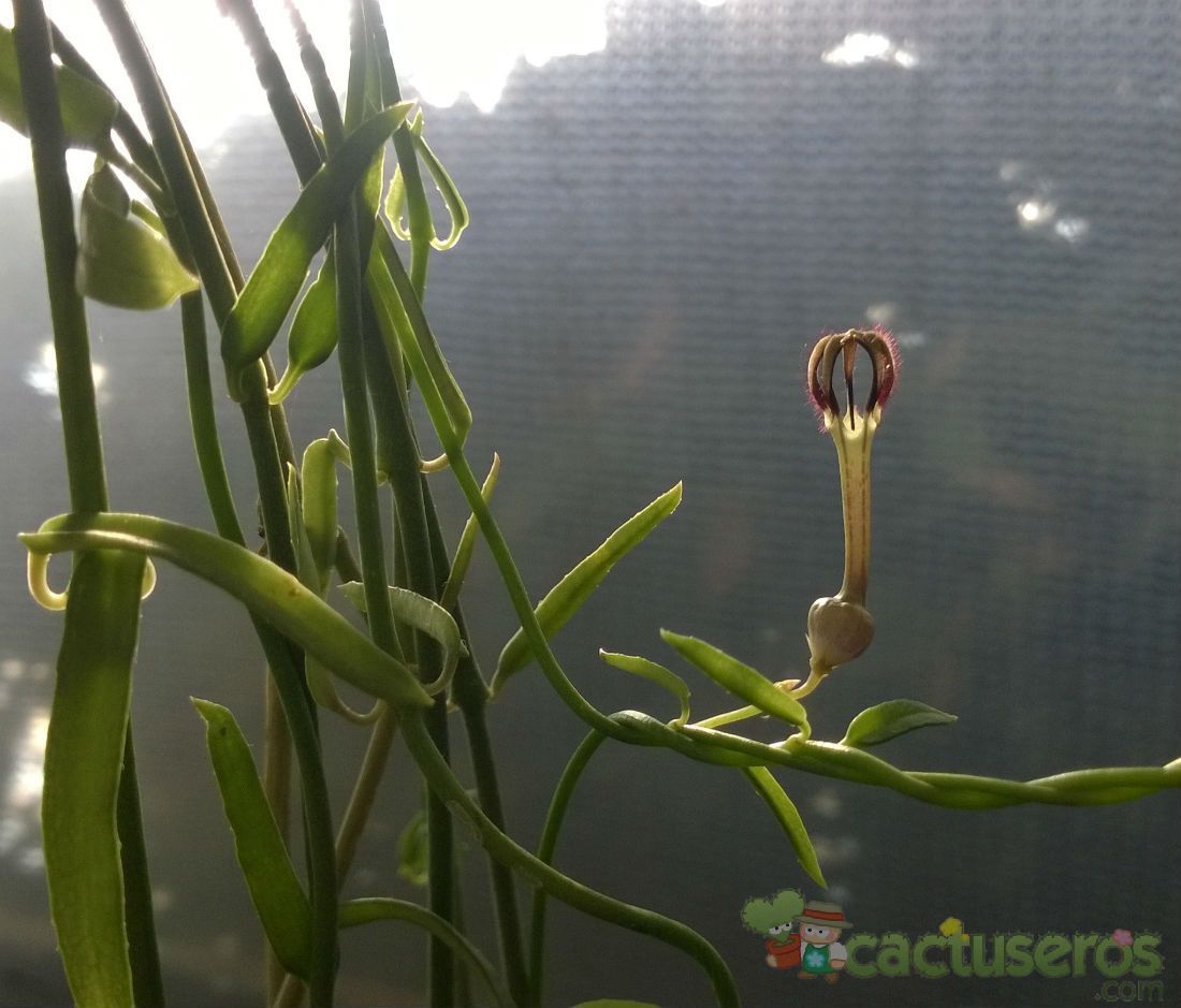Una foto de Ceropegia linearis  