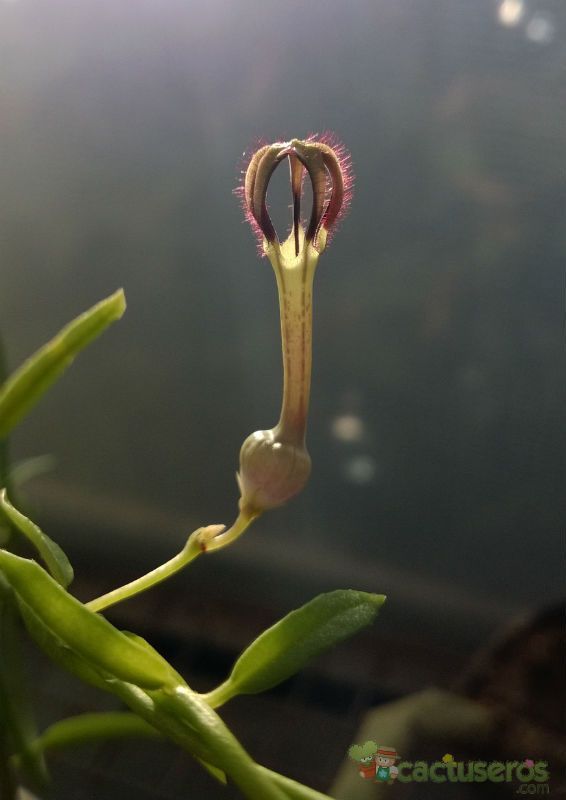 Una foto de Ceropegia linearis  