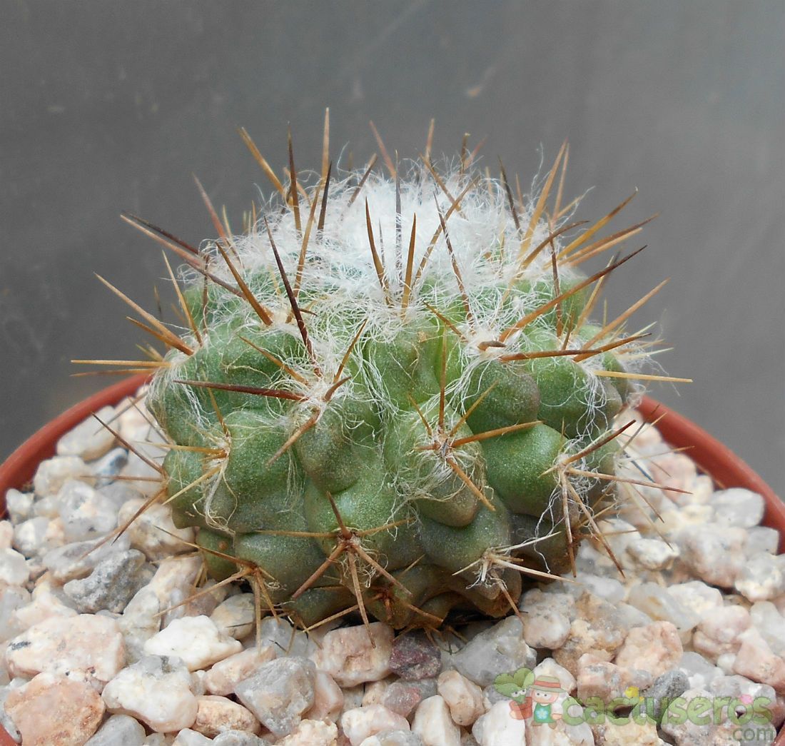 Una foto de Eriosyce paucicostata ssp. floccosa