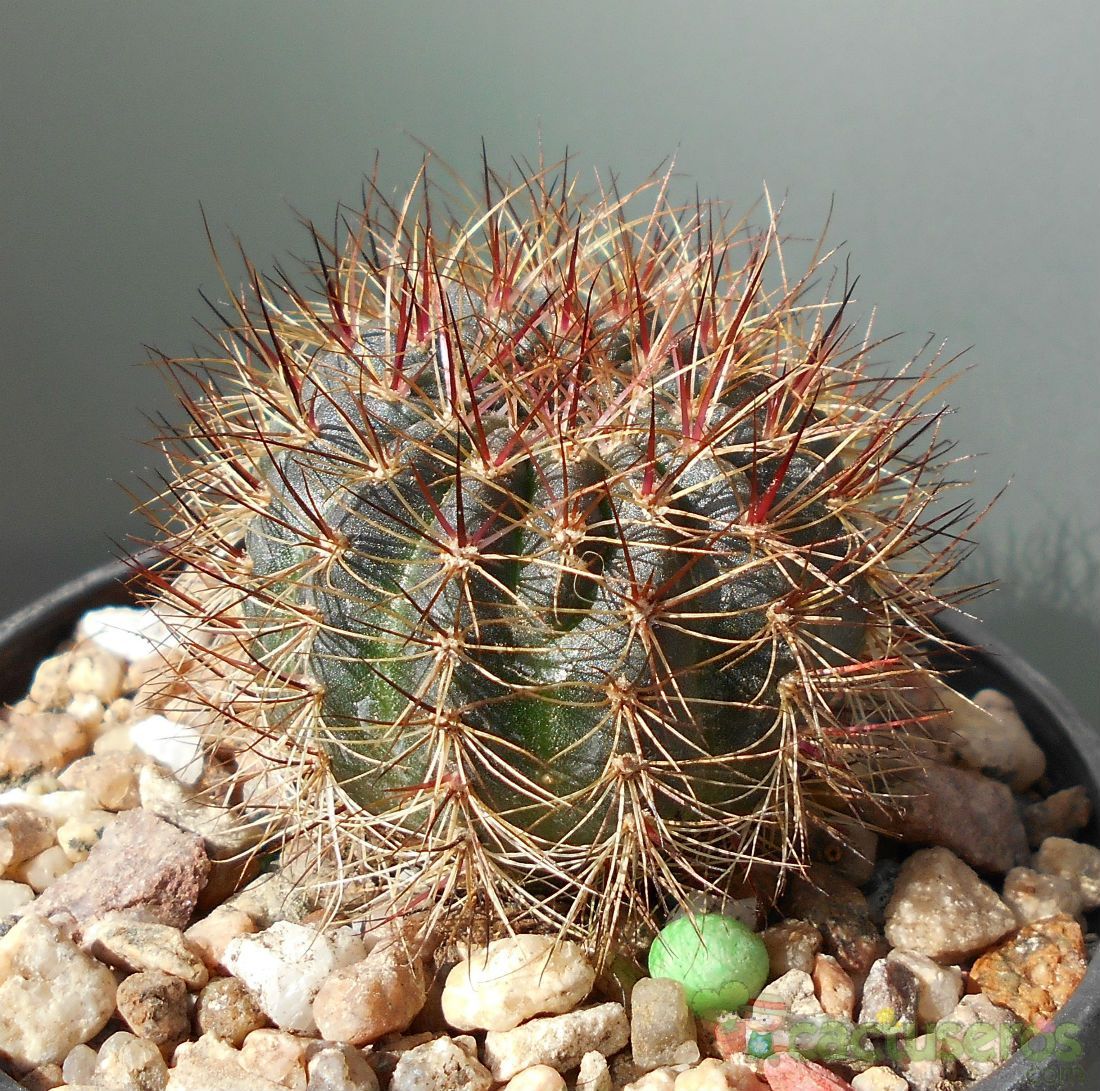 Una foto de Echinopsis arachnacantha subsp. densiseta