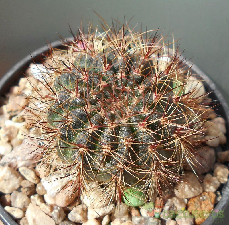 Una foto de Echinopsis arachnacantha subsp. densiseta