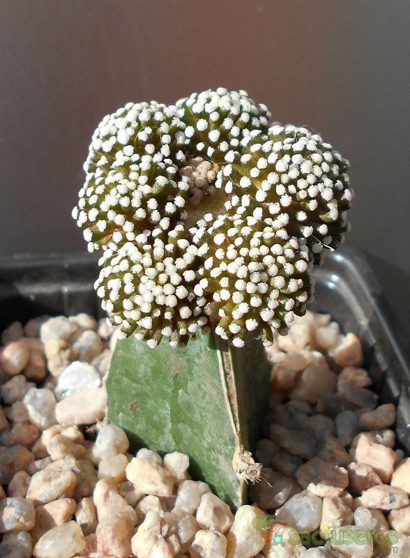 Una foto de Mammillaria luethyi