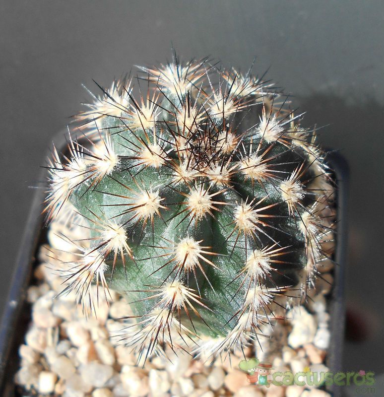 A photo of Echinocereus bristolii