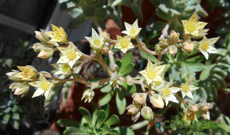 A photo of Graptopetalum paraguayense subsp. bernalense