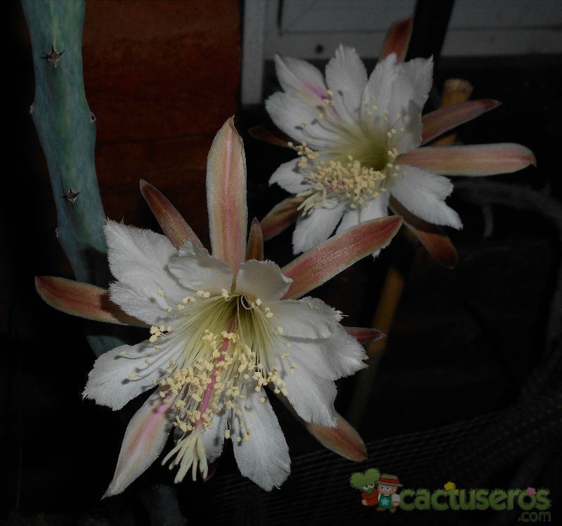 A photo of Cereus spegazzinii