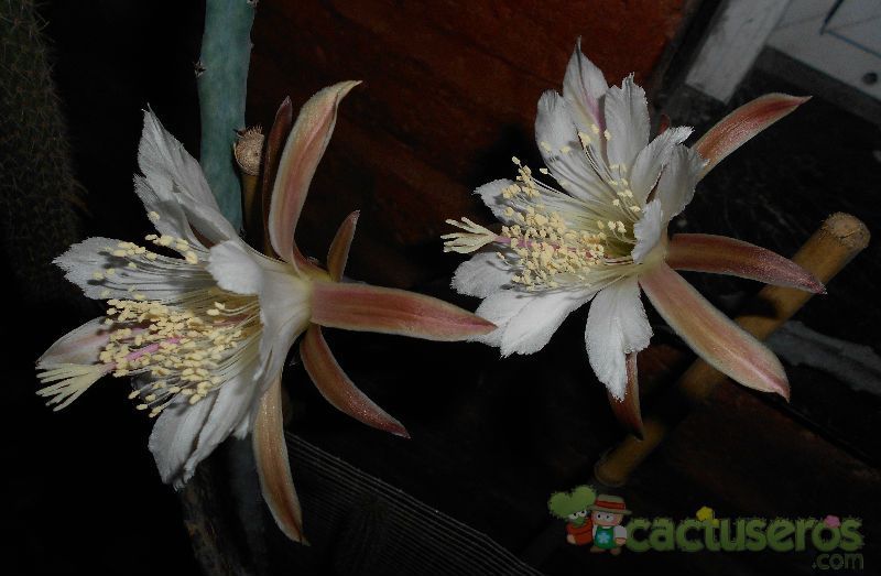 A photo of Cereus spegazzinii