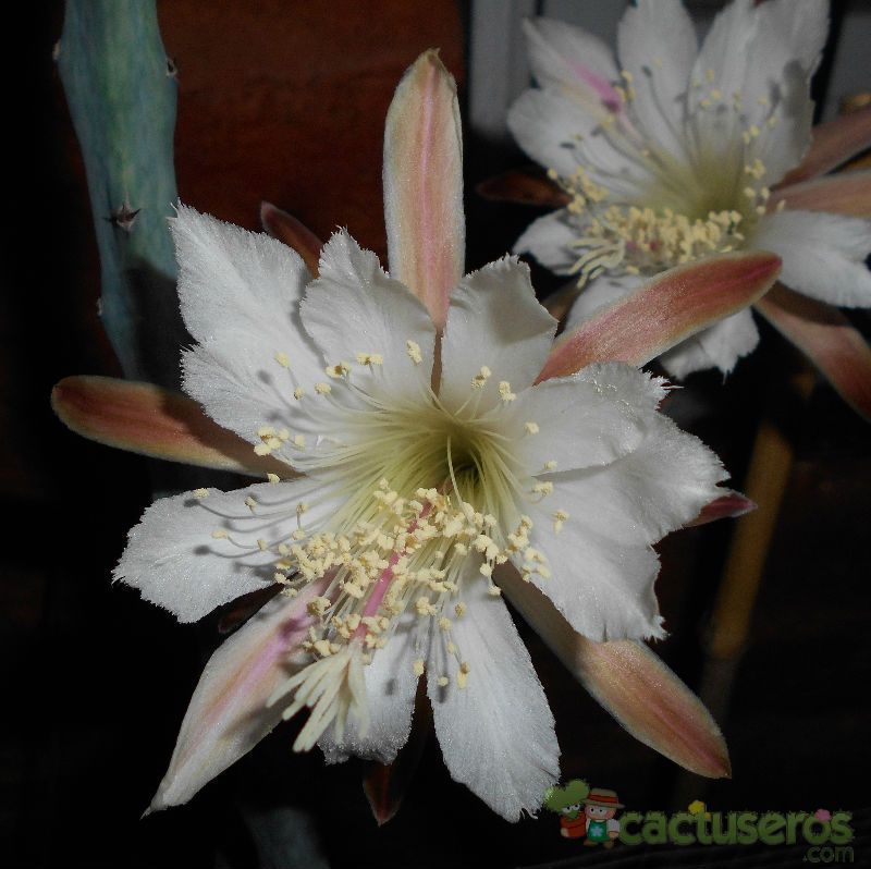 A photo of Cereus spegazzinii