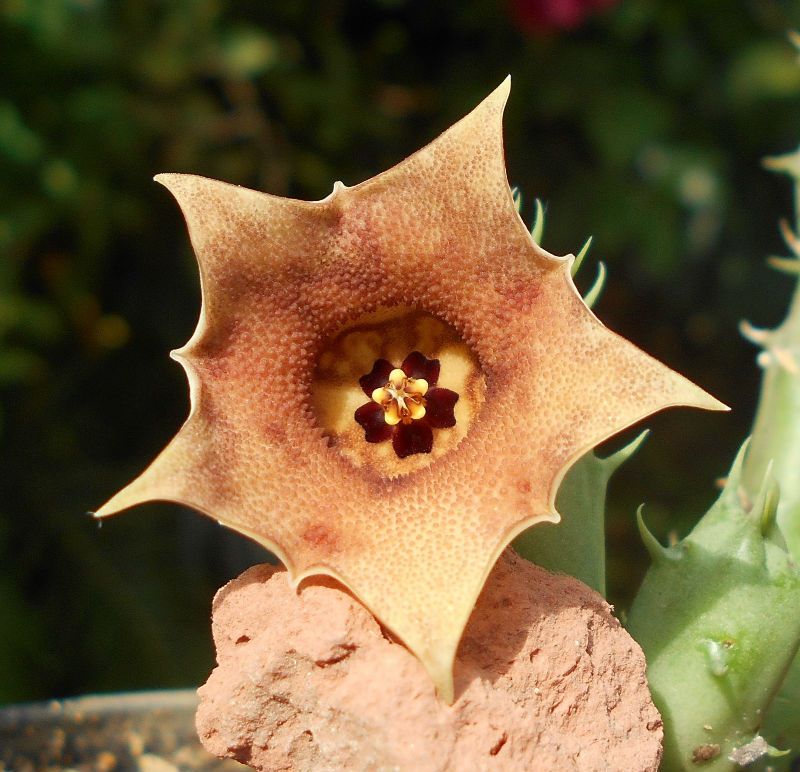 Una foto de Huernia rosea  