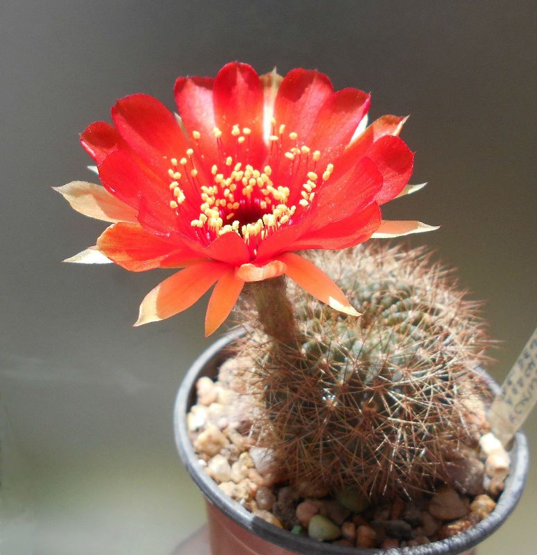 Una foto de Echinopsis arachnacantha subsp. densiseta