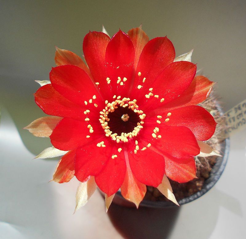 Una foto de Echinopsis arachnacantha subsp. densiseta