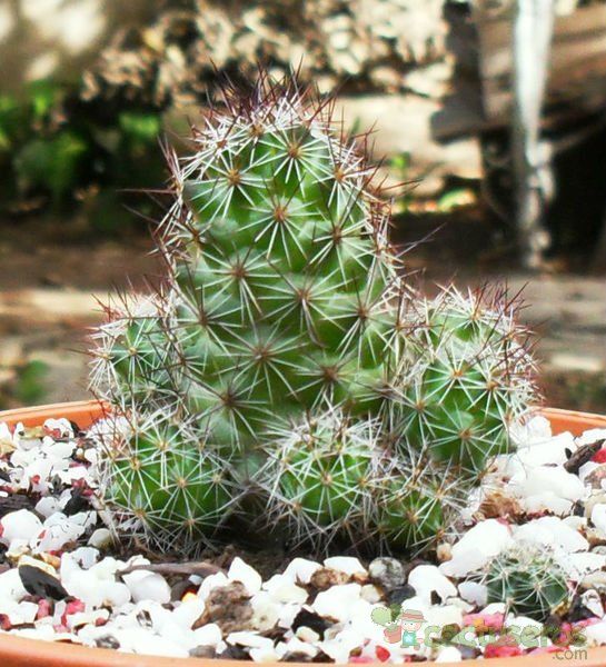 A photo of Mammillaria mazatlanensis