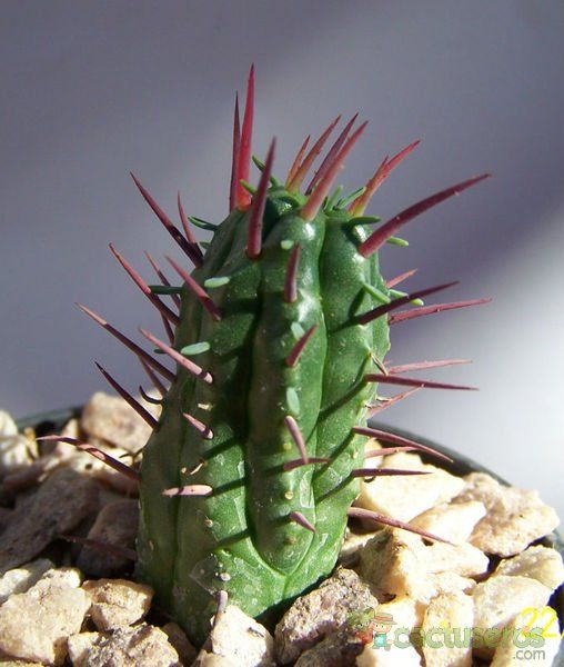 A photo of Euphorbia enopla