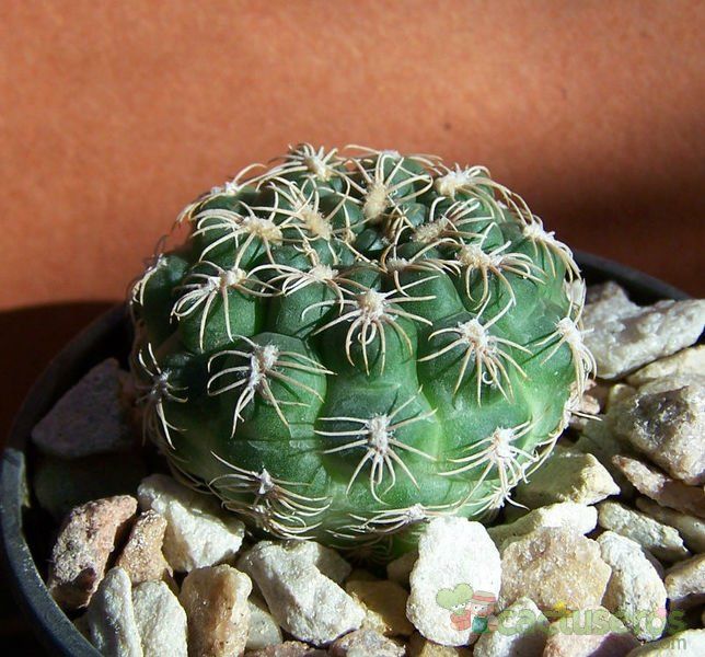 Una foto de Gymnocalycium calochlorum