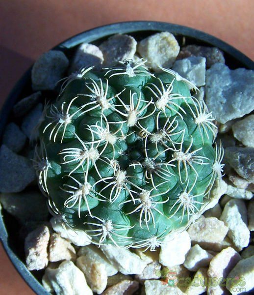 Una foto de Gymnocalycium calochlorum