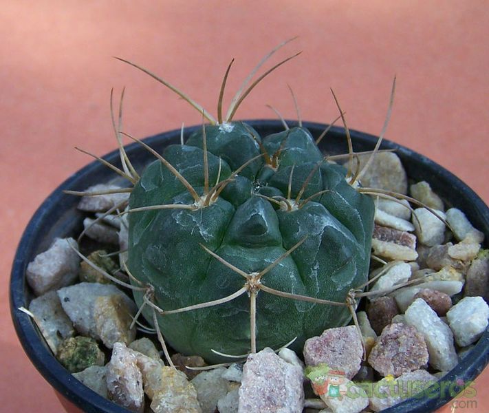 Una foto de Gymnocalycium eurypleurum