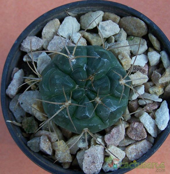 Una foto de Gymnocalycium eurypleurum