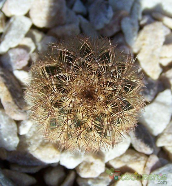 A photo of Echinocereus adustus