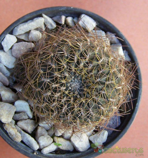 Una foto de Sulcorebutia cardenasiana