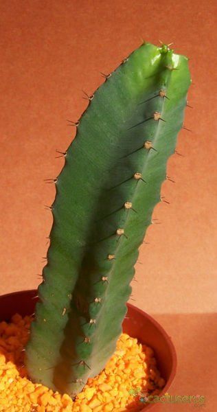 Una foto de Euphorbia resinifera