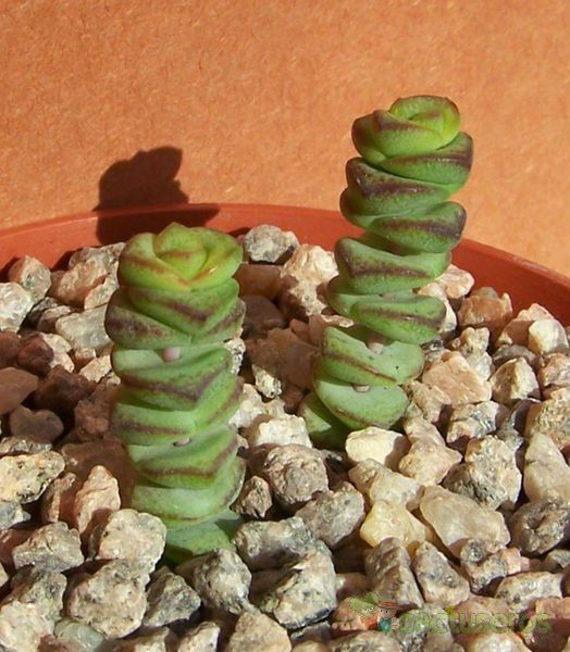 Una foto de Crassula rupestris ssp. marnieriana