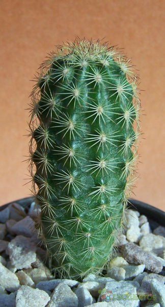 Una foto de Echinocereus chisoensis
