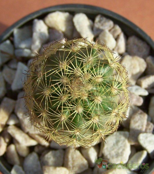 Una foto de Echinocereus chisoensis