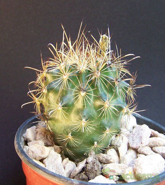 A photo of Sclerocactus scheeri