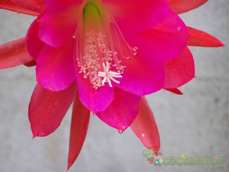 A photo of Epiphyllum Spiritu Santo