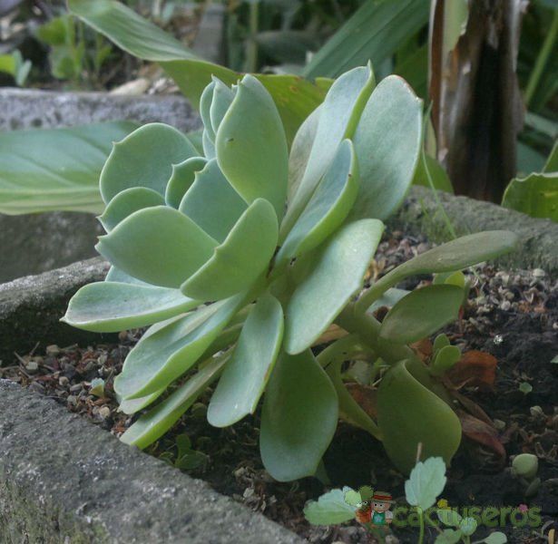 Una foto de Echeveria X imbricata (E. secunda x E. gibbiflora) (Hibrido)
