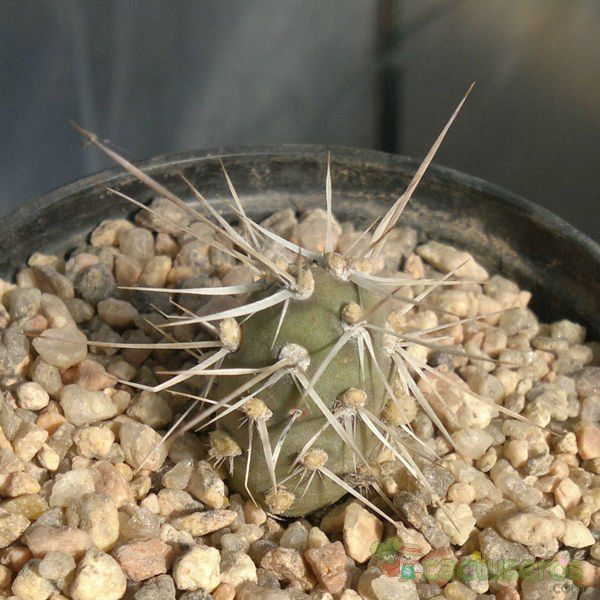 A photo of Maihueniopsis darwinii