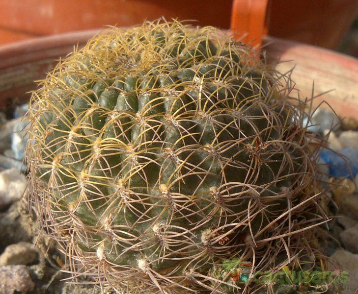Una foto de Sulcorebutia cardenasiana