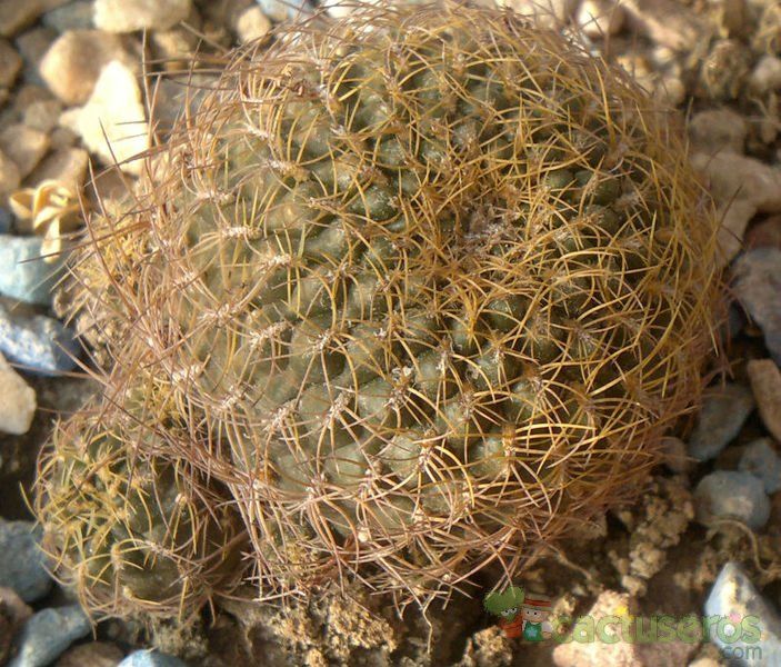 A photo of Sulcorebutia cardenasiana