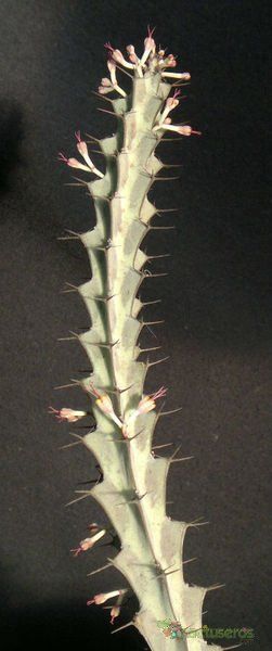 A photo of Euphorbia greenwayi