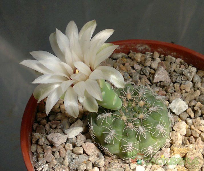 Una foto de Gymnocalycium calochlorum